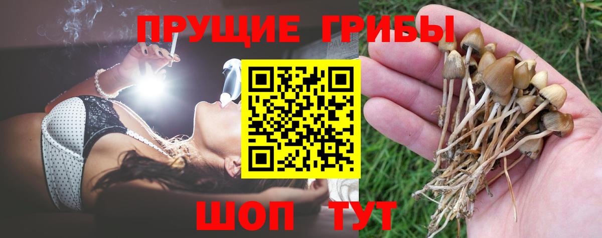 Абинск  Псилоцибиновые грибы Psilocybine cubensis  Вход с VPN 